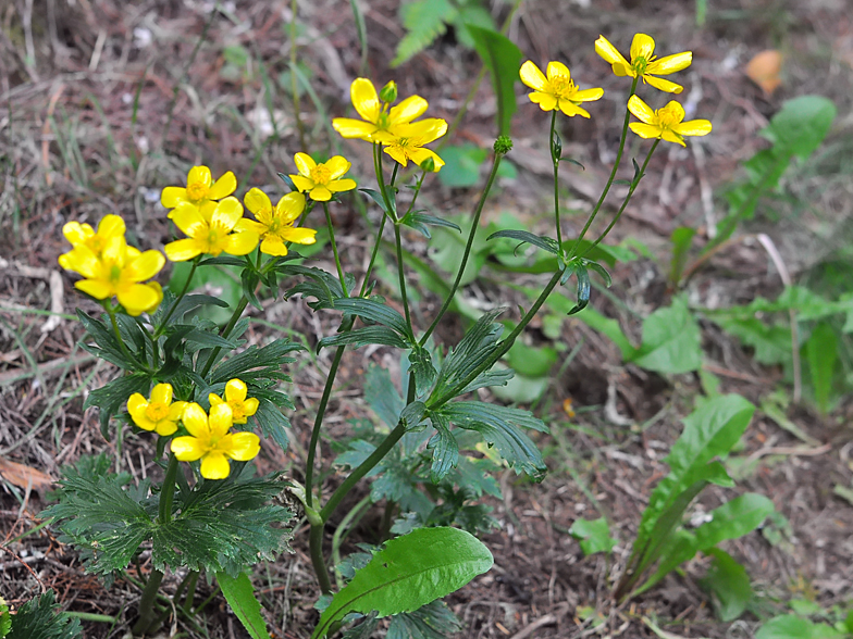 Ranunculus cortusifolius