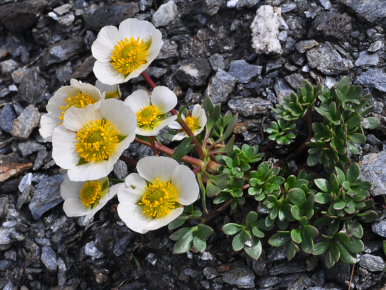 Ranunculus glacialis