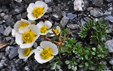 Ranunculus glacialis