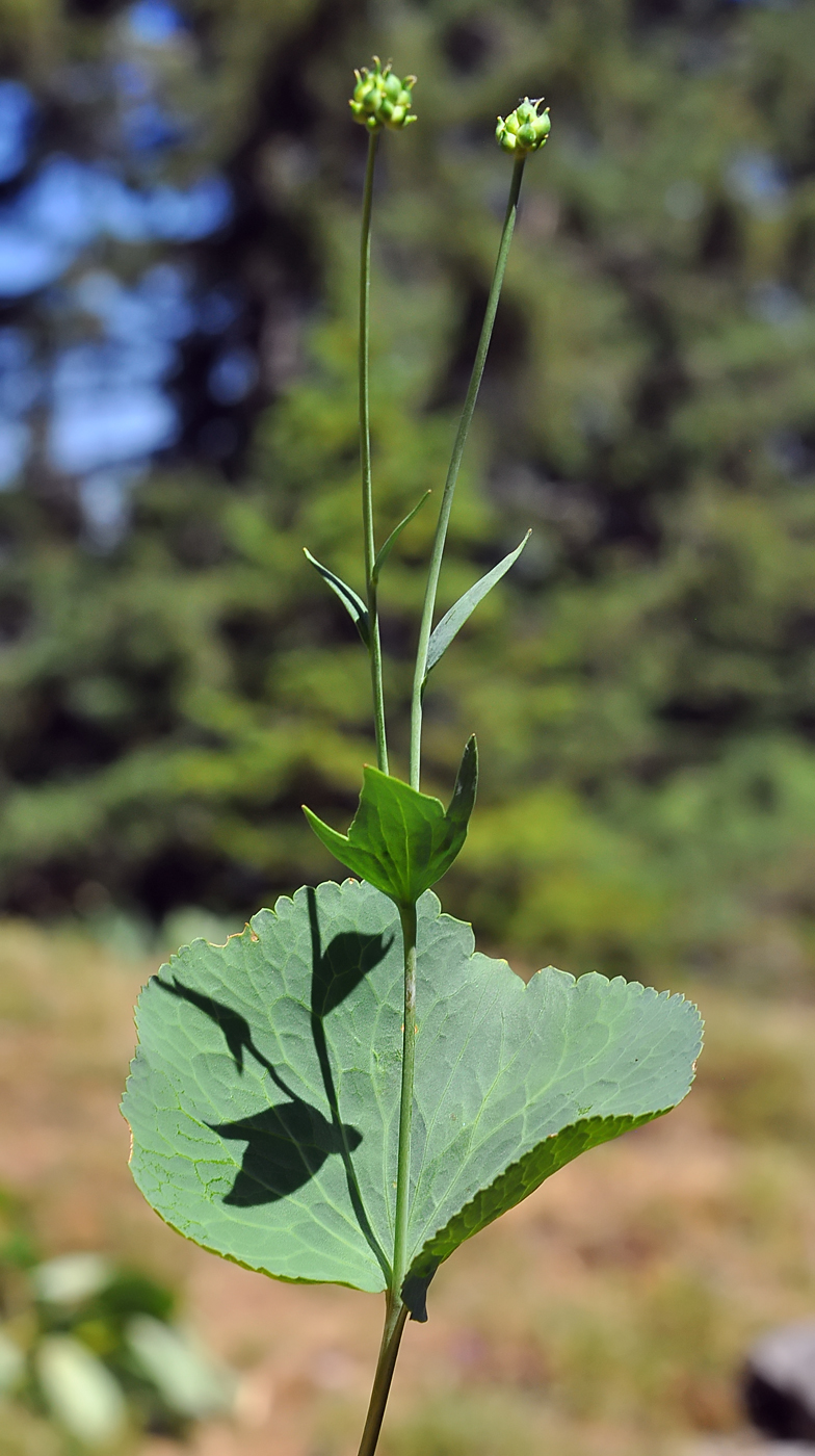 Ranunculus thora