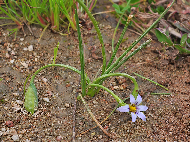 Romulea ramiflora
