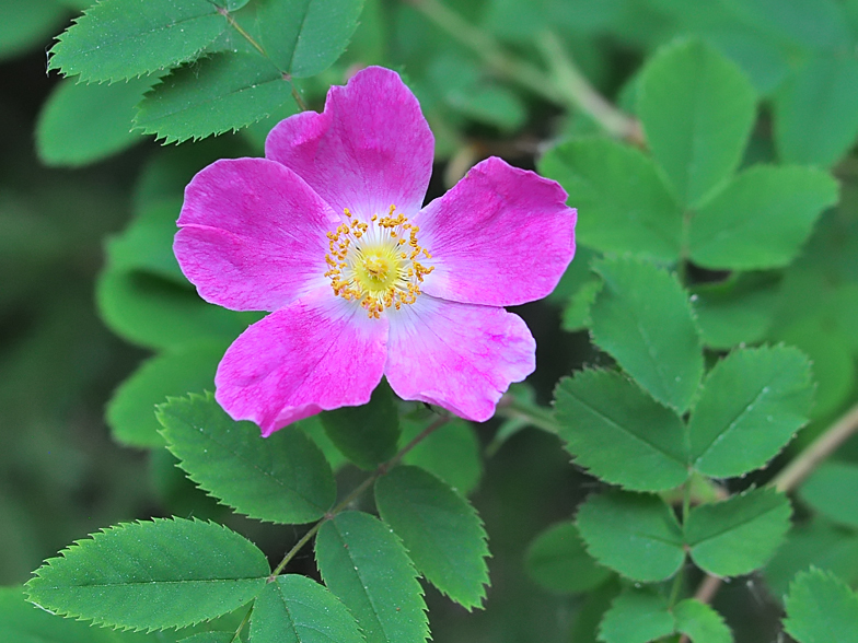 Rosa pendulina 2026
