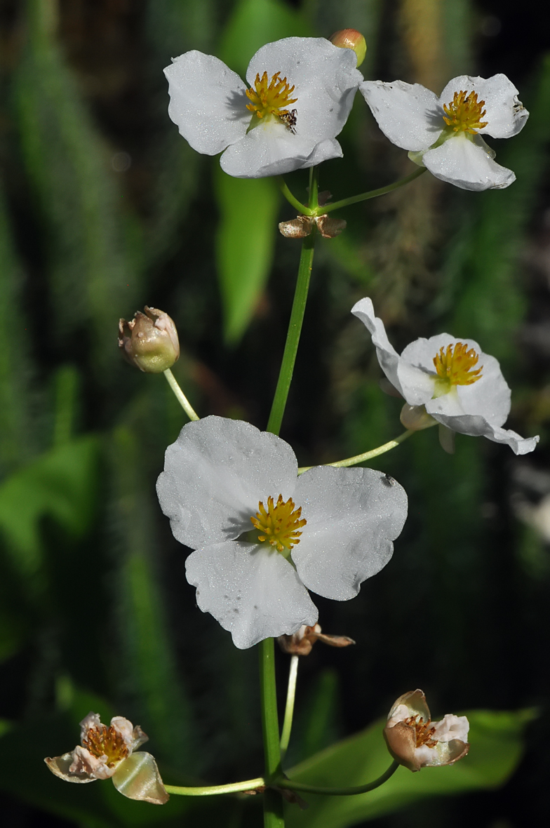 Sagittaria latifolia