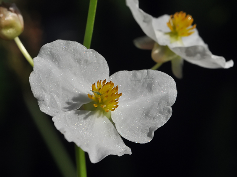 Sagittaria latifolia 2