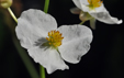 Sagittaria latifolia