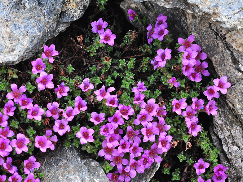 Saxifraga oppositifolia