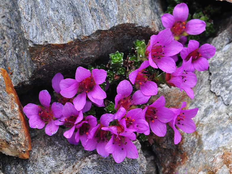 Saxifraga oppositifolia