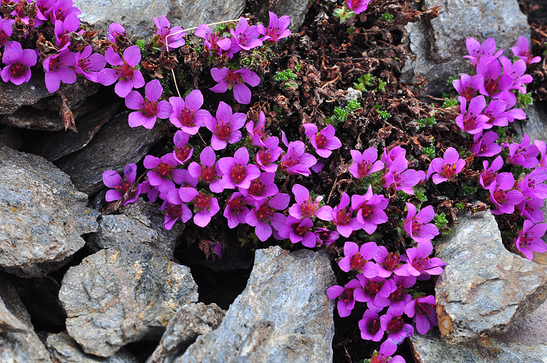 Saxifraga oppositifolia