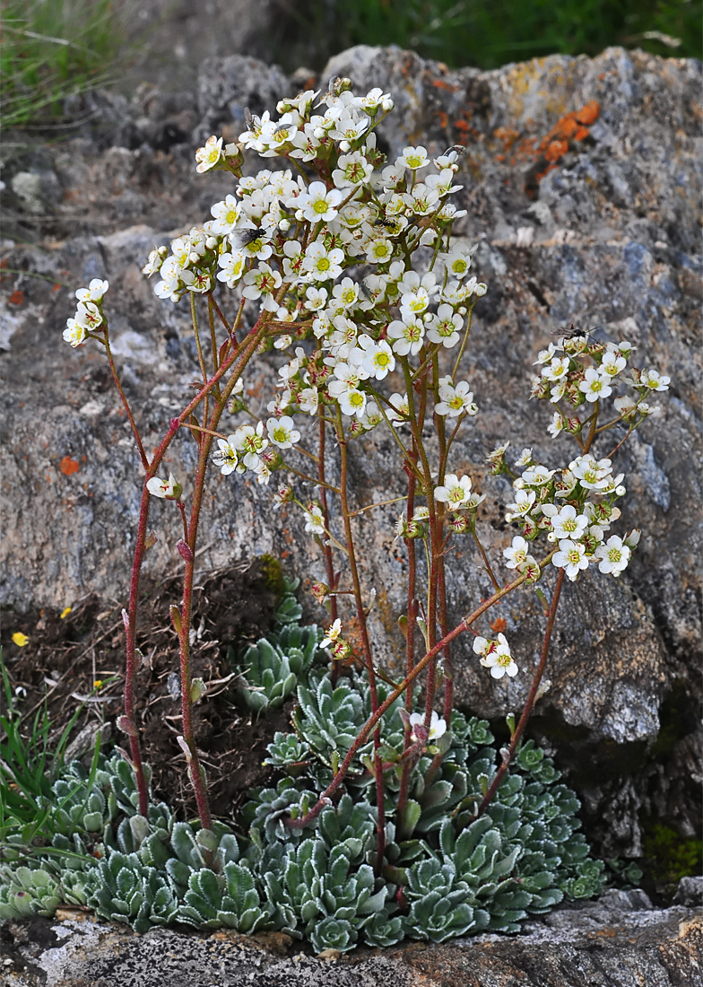 Saxifraga paniculata