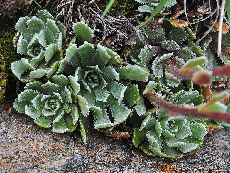 Saxifraga paniculata