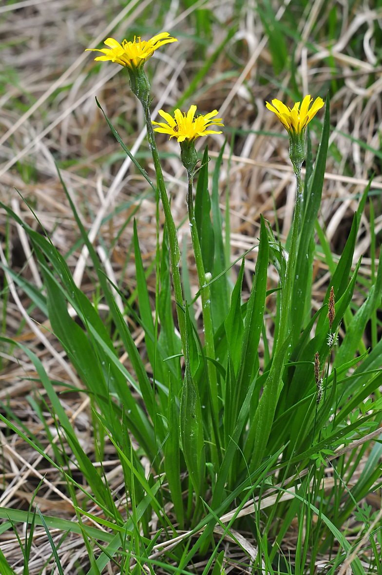 Scorzonera humilis