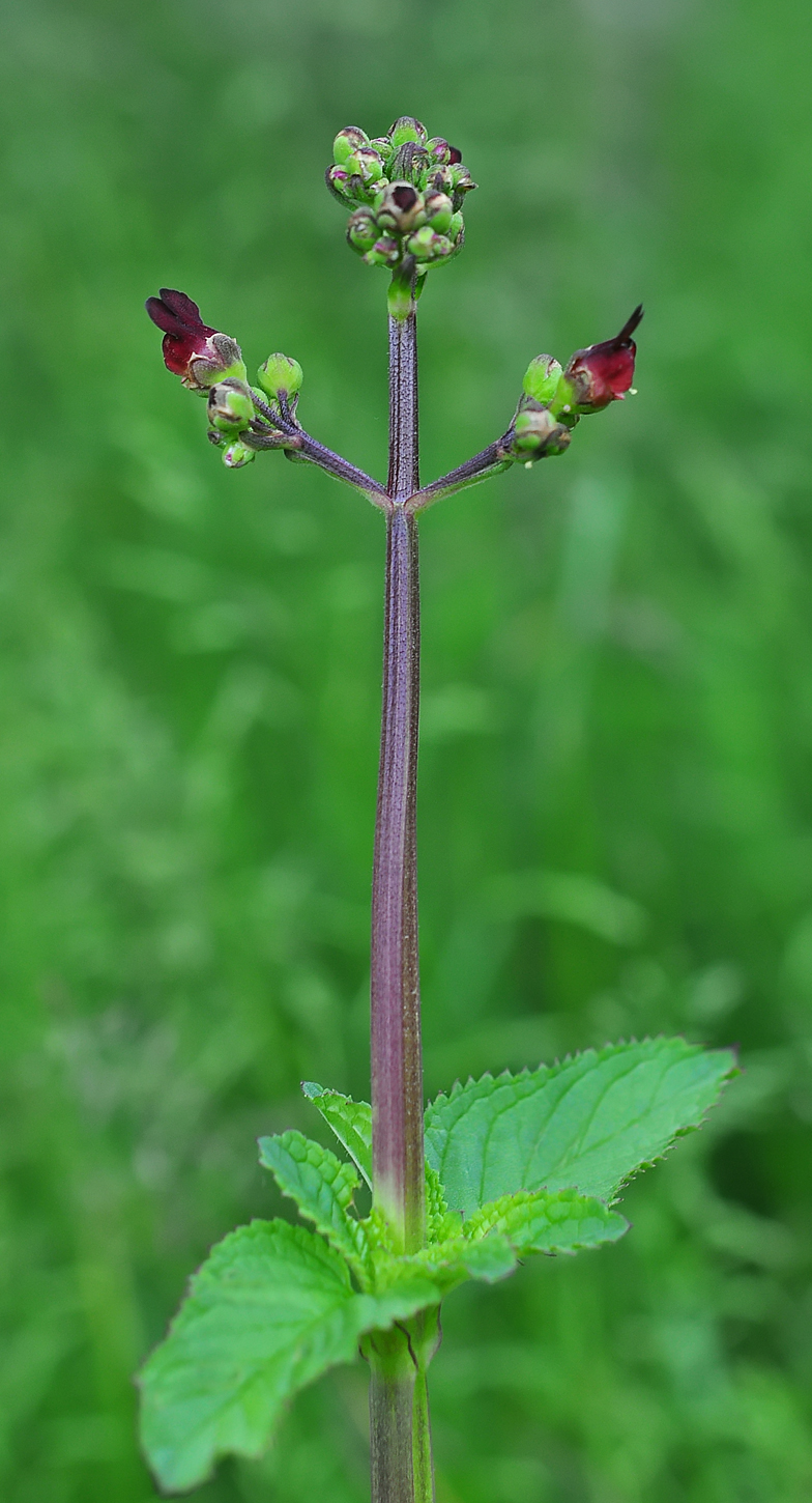 Scrophularia auriculata