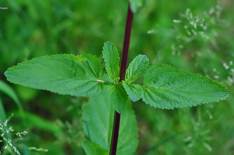 Scrophularia auriculata