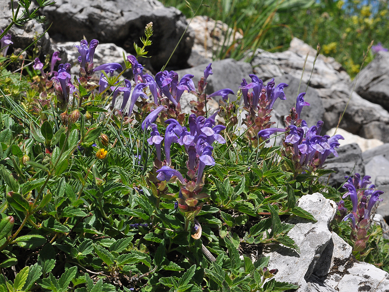 Scutellaria alpina