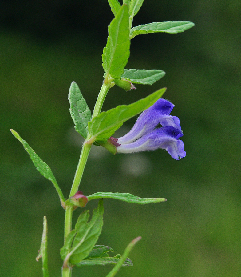 Scutellaria galericulata Rousses