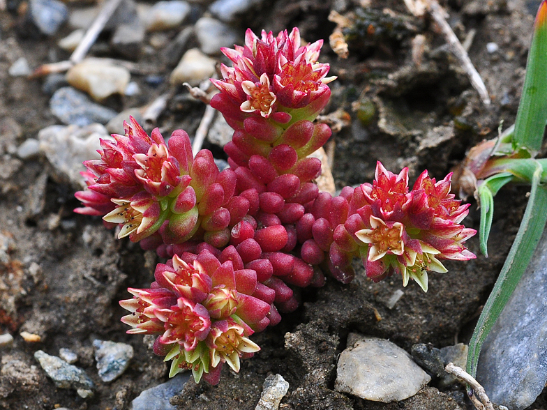 Sedum atratum