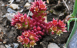 Sedum atratum