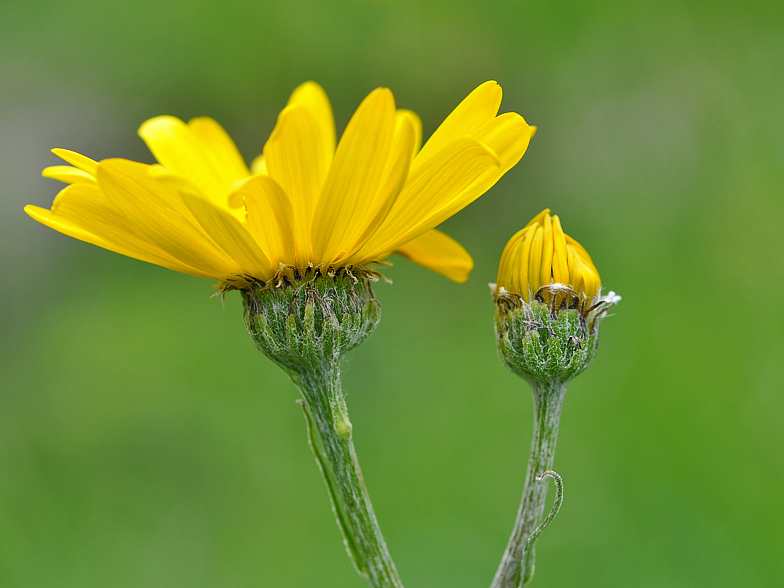 Senecio doronicum