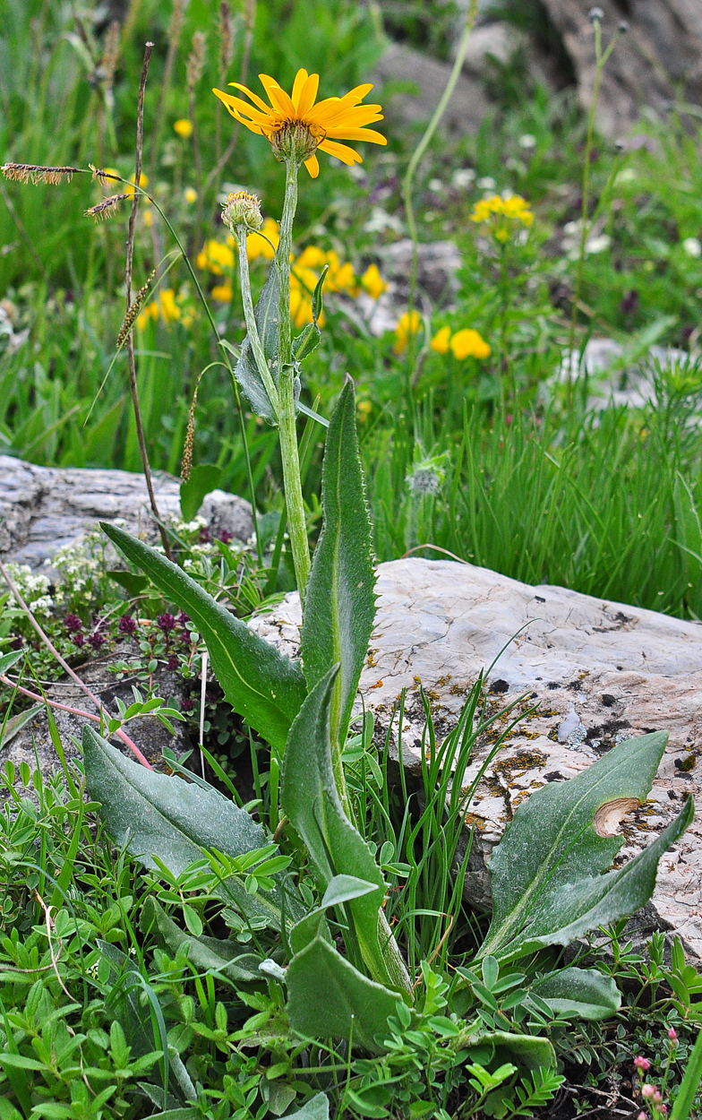 Senecio doronicum