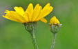 Senecio doronicum