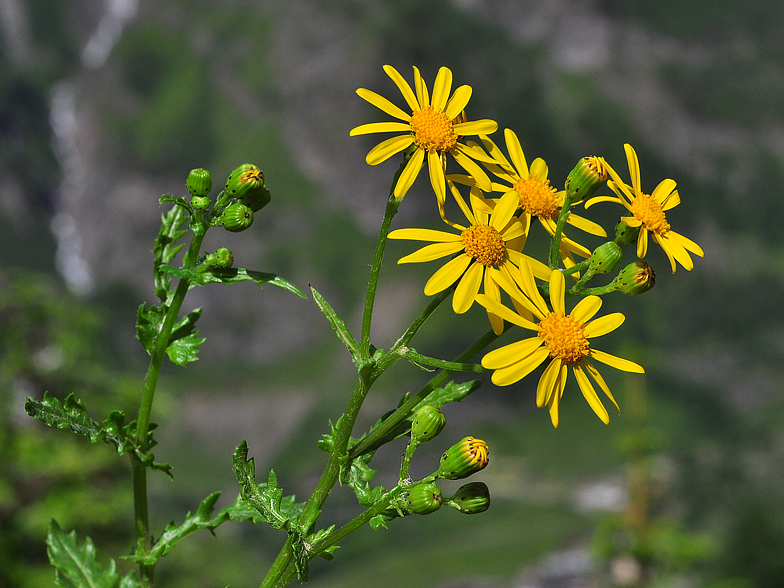 Senecio squalidus ssp rupestris