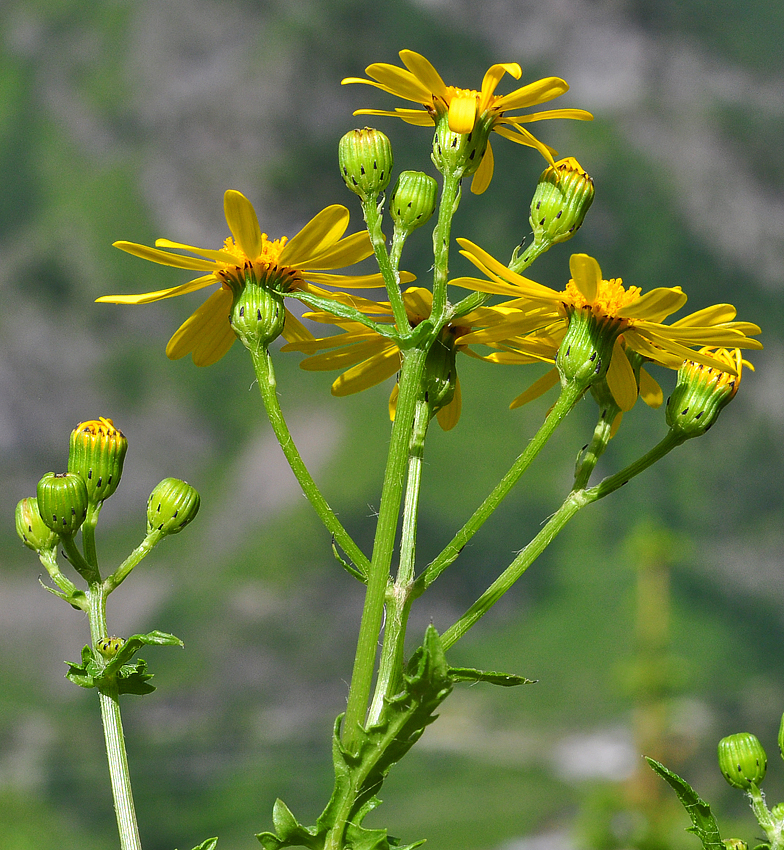 Senecio squalidus ssp rupestris