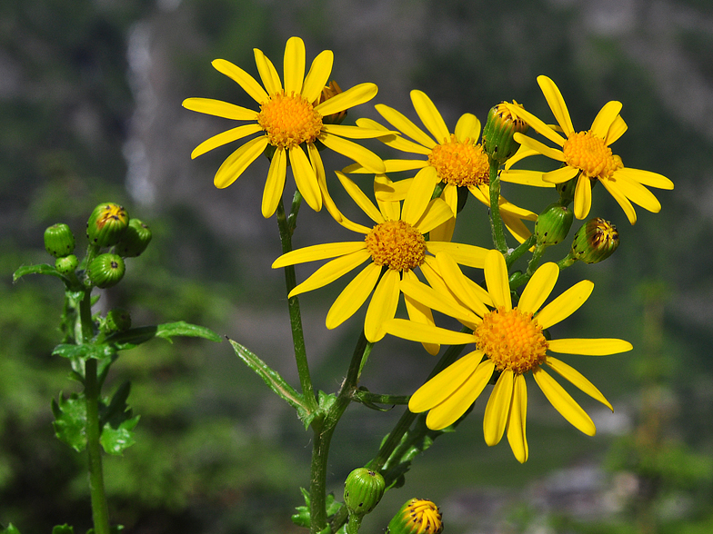 Senecio squalidus ssp rupestris