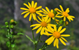 Senecio squalidus ssp rupestris