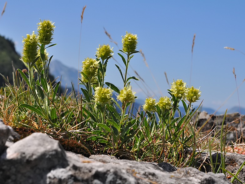 Sideritis hyssopifolia