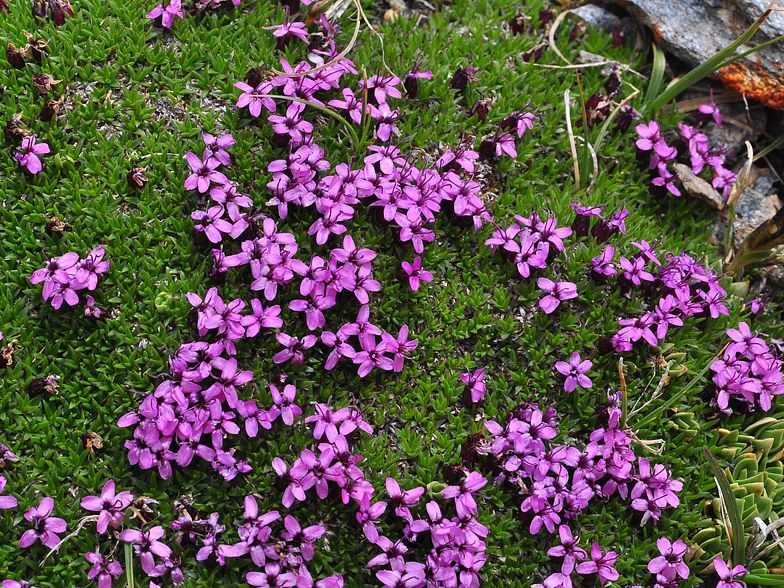 Silene acaulis