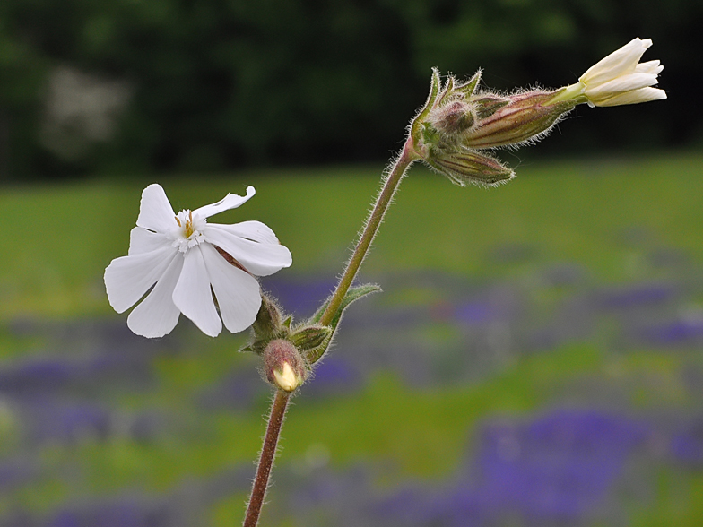 Silene latifolia subsp alba Confort 1