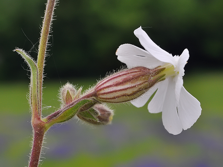 Silene latifolia subsp alba Confort 2