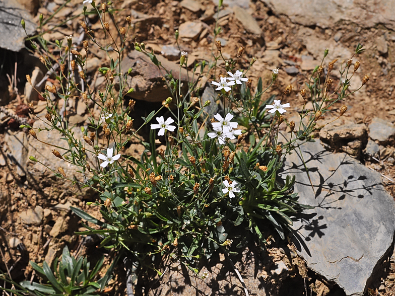 Silene rupestris