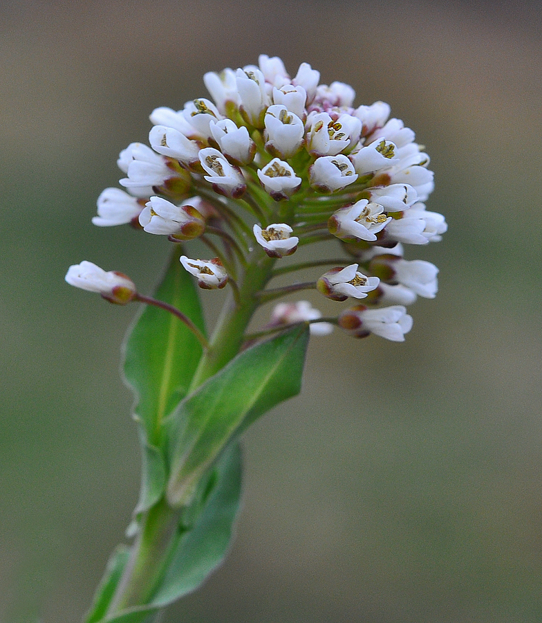 Thlaspi caerulescens