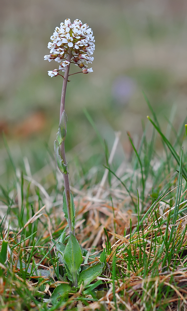 Thlaspi caerulescens