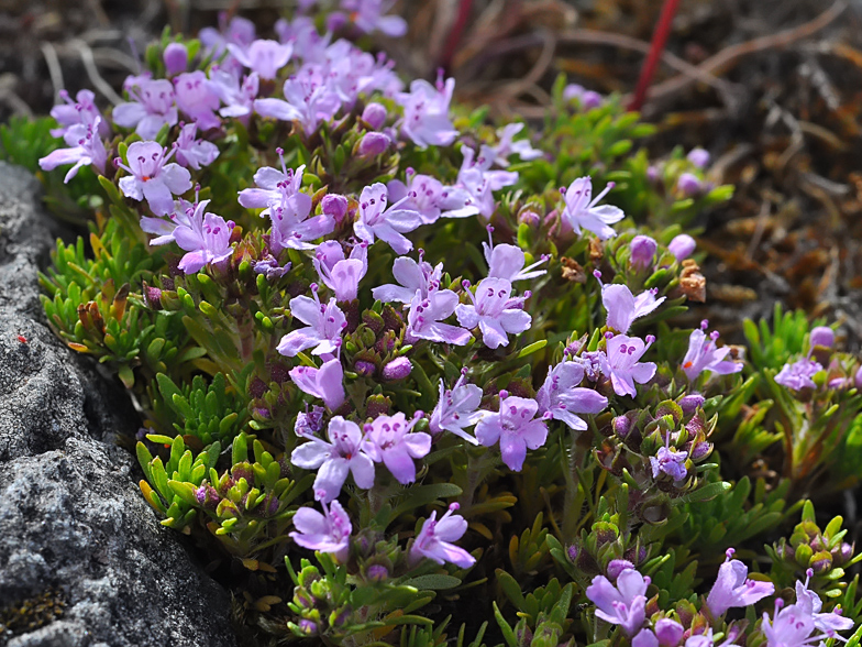 Thymus caespititius