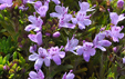 Thymus caespititius