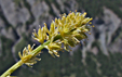 Tofyeldia calyculata