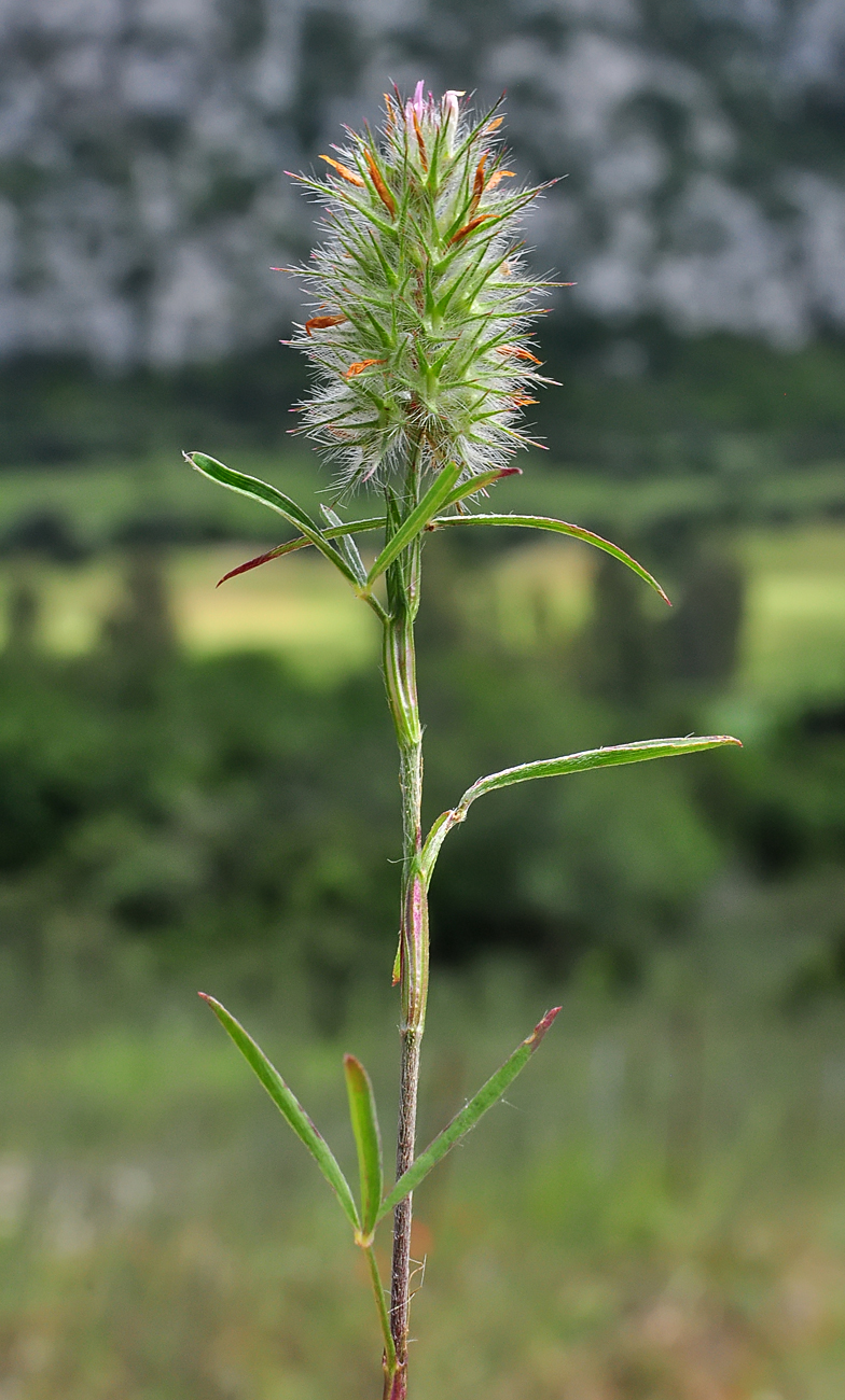 Trifolium angustifolium