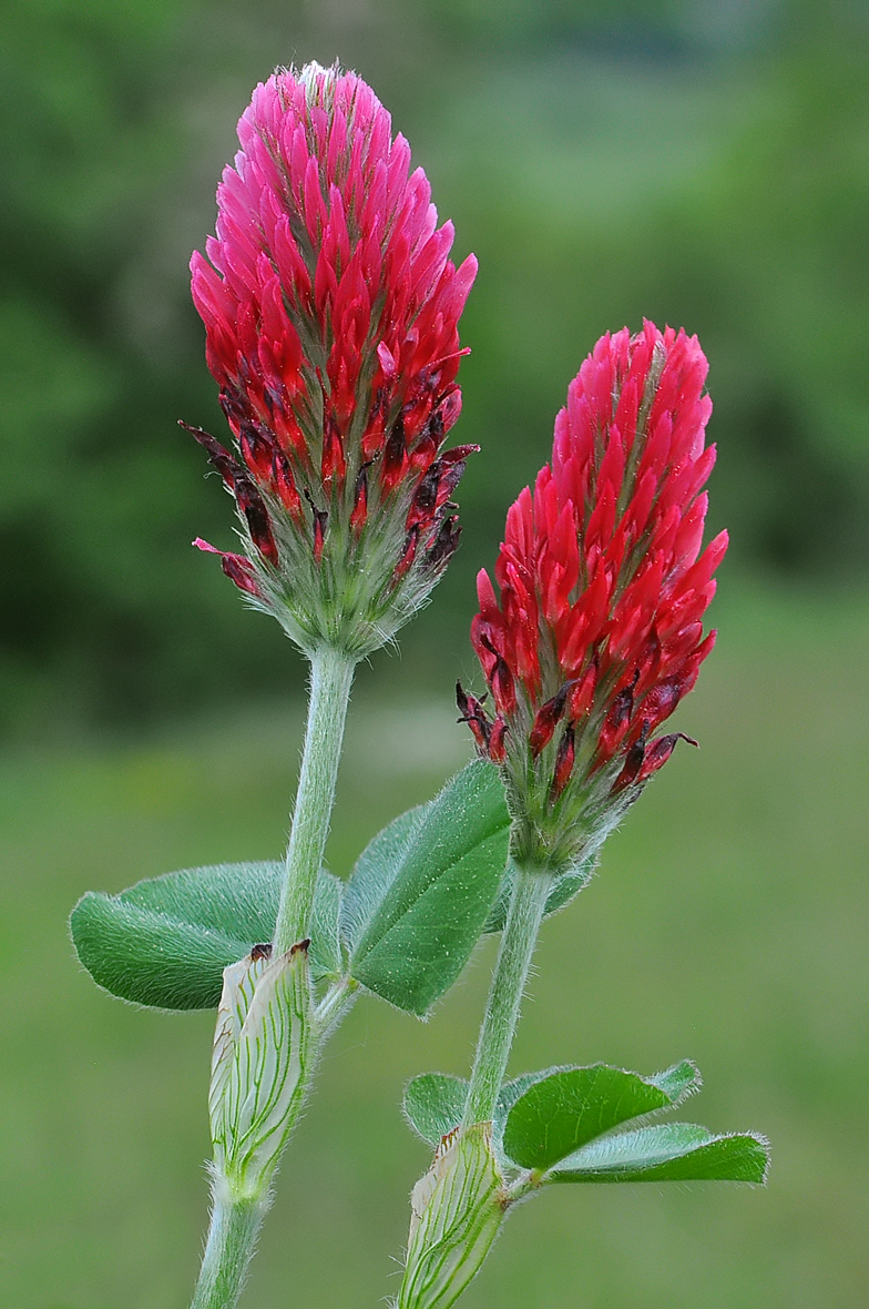 Trifolium incarnatum Confort 2026