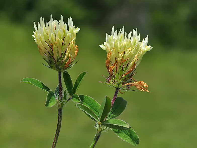 Trifolium ochroleucon