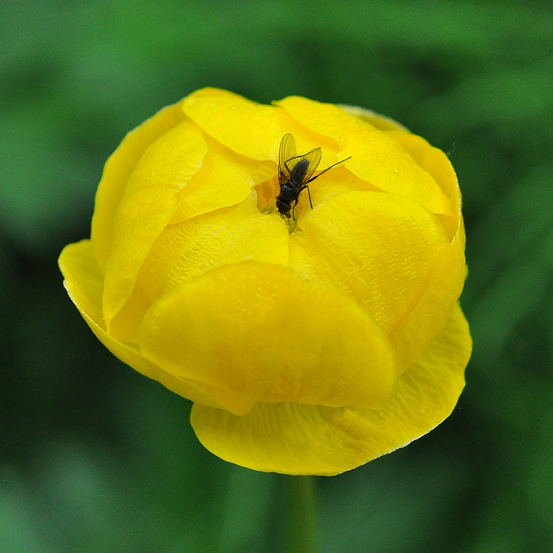 Trollius europaeus mouche
