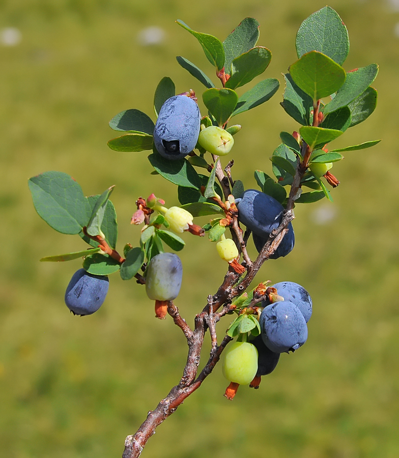 Vaccinium uliginosum