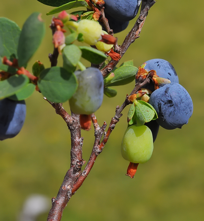 Vaccinium uliginosum