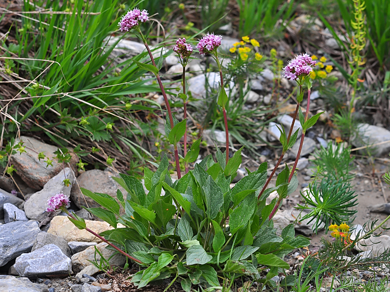 Valeriana montana