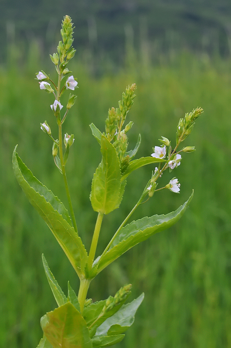 Veronica anagallis aquatica 2