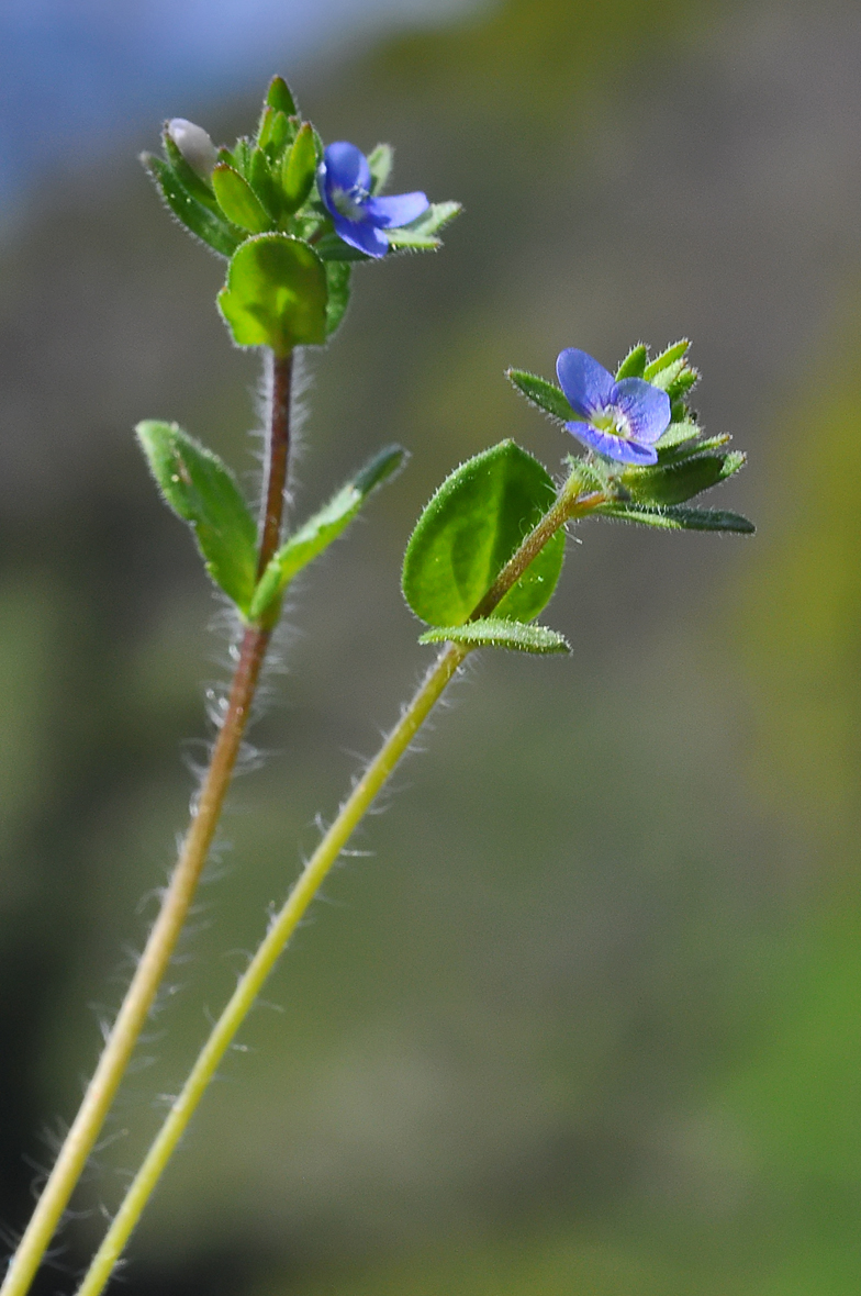 Veronica arvensis
