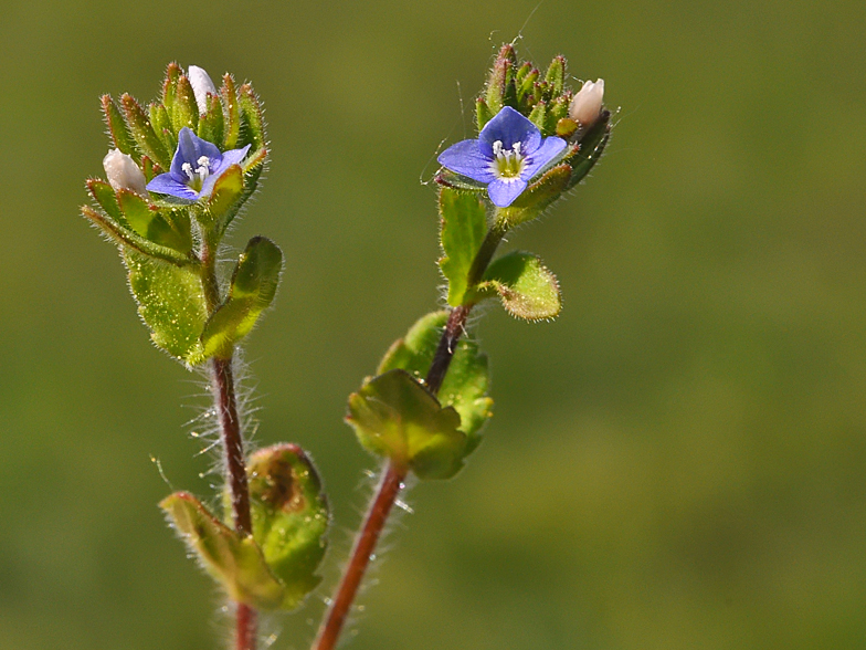 Veronica arvensis 2