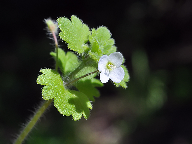 Veronica cymbalaria