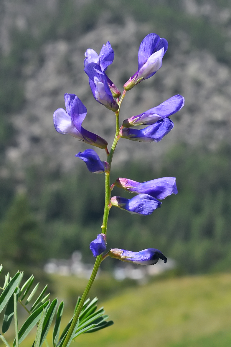 Vicia onobrychioides 2026 1